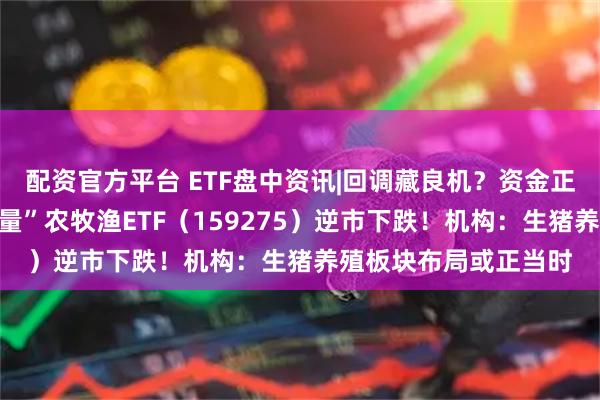 配资官方平台 ETF盘中资讯|回调藏良机？资金正悄然抄底！高“含猪量”农牧渔ETF（159275）逆市下跌！机构：生猪养殖板块布局或正当时